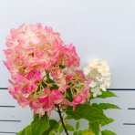 Hortenzia metlinatá (Hydrangea paniculata) ‘LIVING PINK & ROSE’® by LIVING CREATIONS® - výška 50-70 cm, kont. C2L
